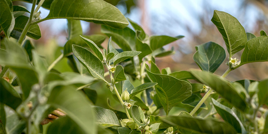 Ashwagandha ¿Qué es? Para qué sirve y Beneficios - Blog Nutrimarket