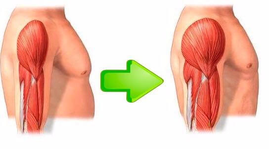 Resultado de imagen de hipertrofia muscular