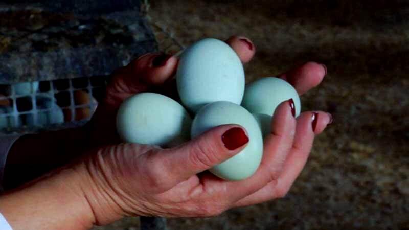Huevos azules