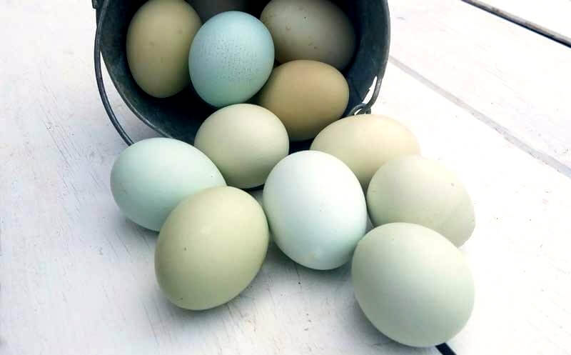 Huevos Azules
