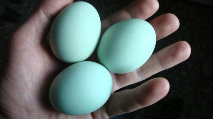 Huevos azules