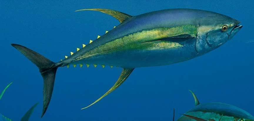 Pescado Azul - Atún