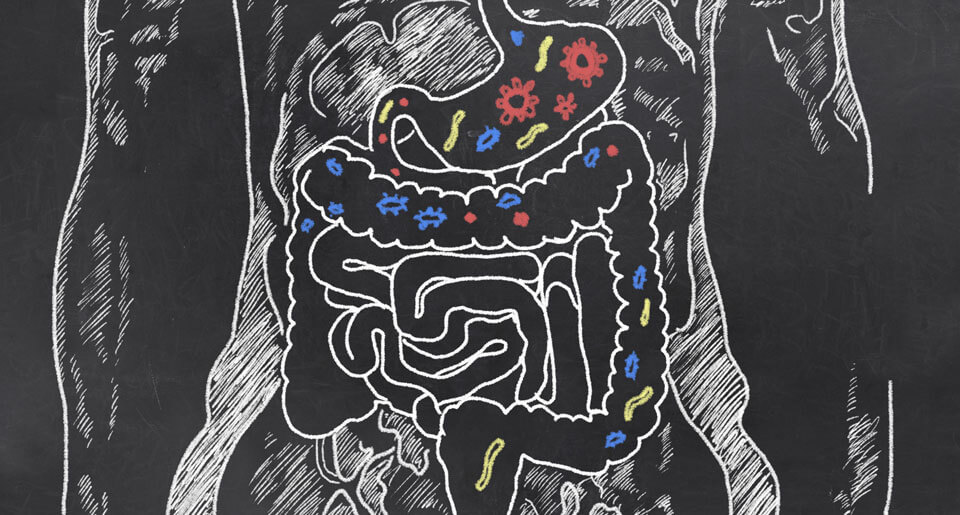 Cuerpo humano - flora intestinal