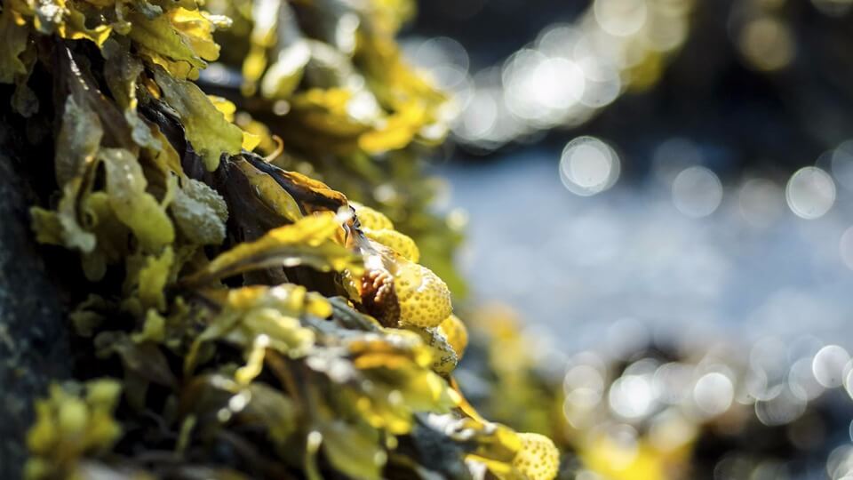 Alga de Fucus