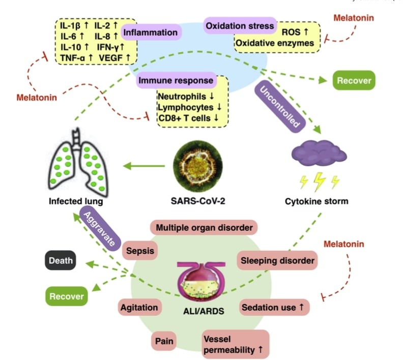 Potenciales beneficios de la suplementación de melatonina en SARS-CoV-2