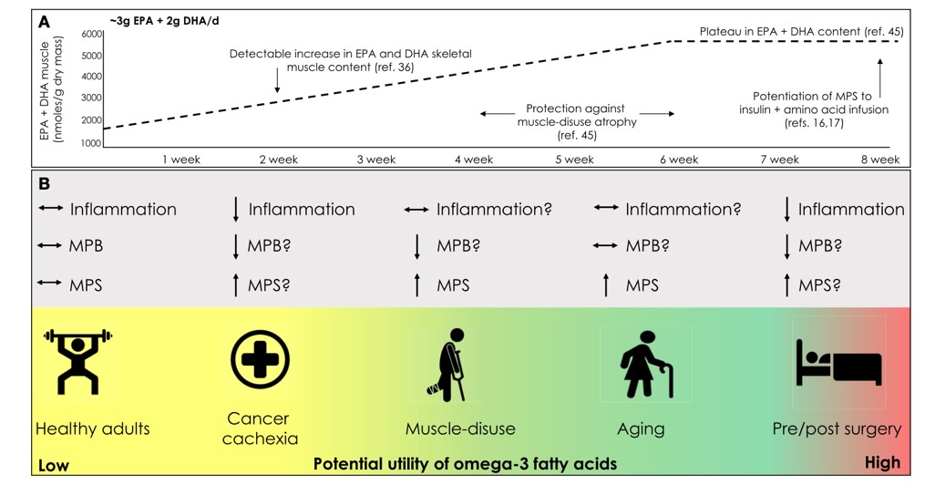 Cambio en el contenido de lípidos del músculo esquelético a través del tiempo con suplementos de ácidos grasos omega-3