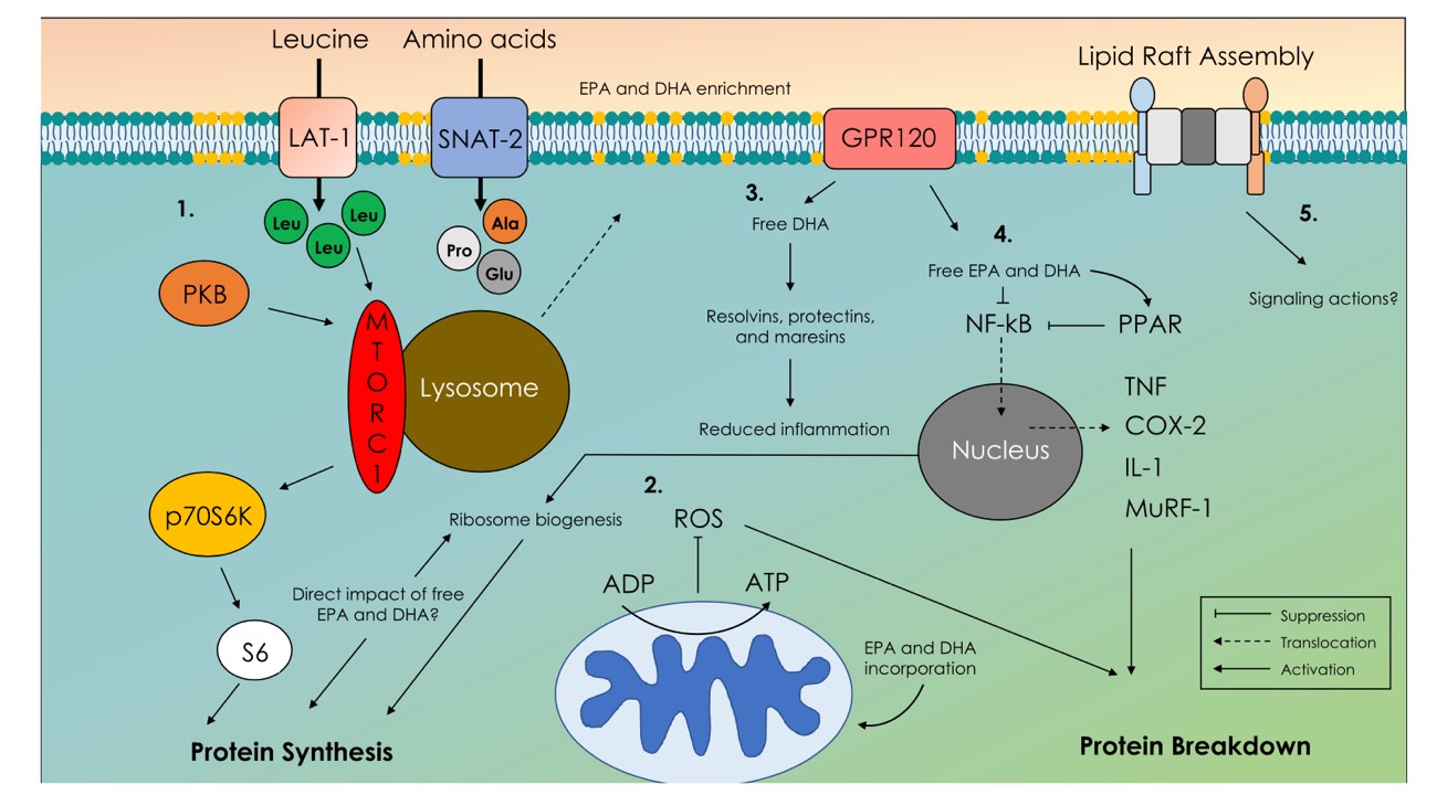 Fig2. Mecanismos de acción moleculares de los ácidos grasos omega-3 en el músculo esquelético relacionados con la síntesis y  degradación proteica (turnover) 