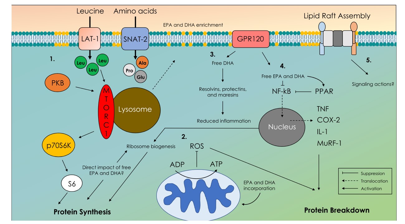 Fig2. Mecanismos de acción moleculares de los ácidos grasos omega-3 en el músculo esquelético relacionados con la síntesis y  degradación proteica (turnover) 