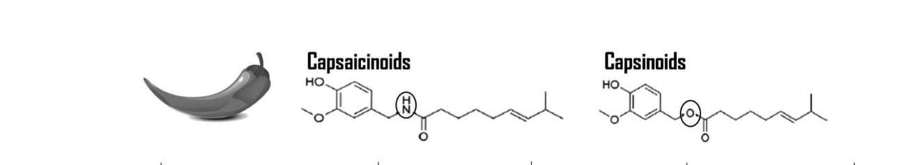 Capsaicinoides (pimiento picante) Vs Capsinoides (pimiento dulce)