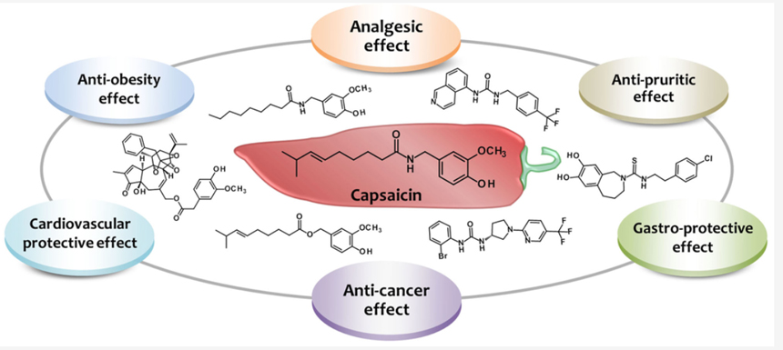  Efectos de la capsaicina a nivel clínico