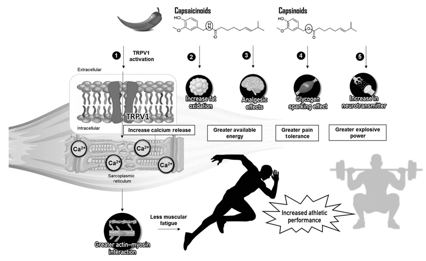  Efectos de la capsaicinoides y los capsinoides en el rendimiento deportivo.
