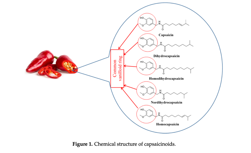 Estructura química de los capsaicinoides