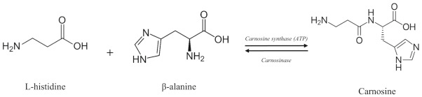 Fig. 1. Síntesis de carnosina