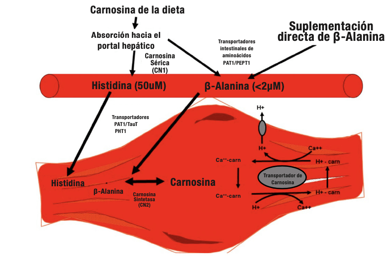  Resumen esquemático de la captación de beta-alanina, síntesis y almacén junto a los mecanismos propuestos involucrados en el aumento del contenido de carnosina a nivel muscular