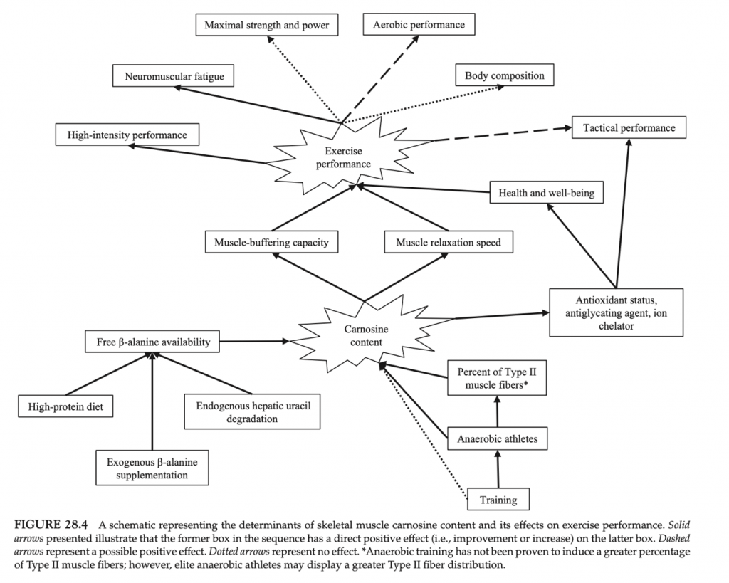 Fig. 4. Mecanismos propuestos para explicar los beneficios en el rendimiento deportivo gracias al aumento del contenido en carnosina. 