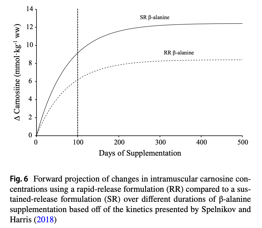 Fig. 6. Cambios a nivel intramuscular de carnosina entre formulas de liberación rápida (RR) y formulas de liberación lenta (SR)