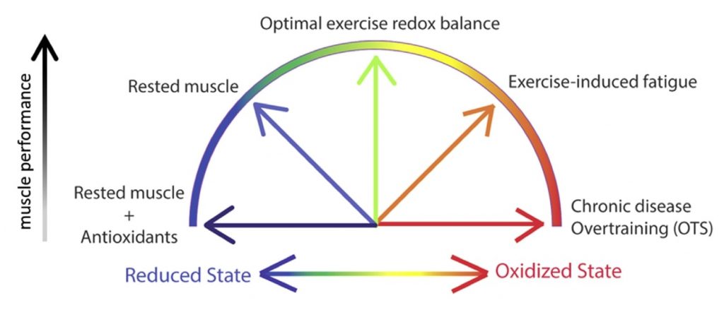 Fig 2. Rendimiento deportivo según el balance redox (homeostasis), excesivo estrés oxidativo puede producir fatiga inducida por el ejercicio y síndrome por sobreentrenamiento. 