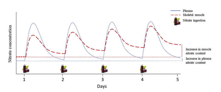 Representación visual del concepto teórico de los cambios en el contenido de nitratos en el plasma y el músculo esquelético después de la suplementación aguda y de varios días.