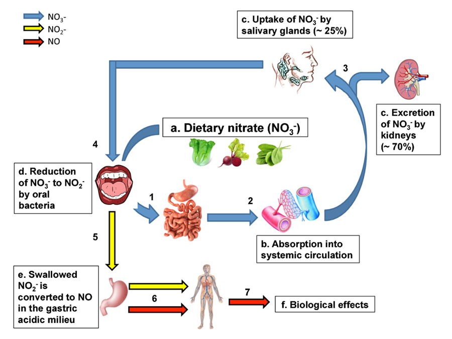 Metabolismo de los nitratos en el cuerpo humano.