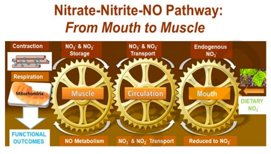 Via Nitrato-Nitrito-NO desde la boca al musculo.