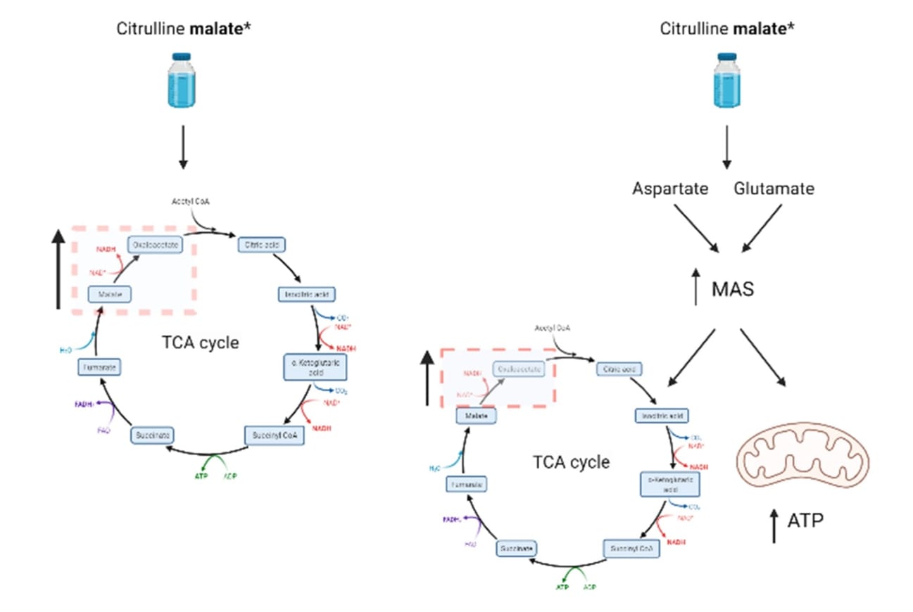 Mecanismos asociados a la suplementación con citrulina malato gracias a la sinergia de la adición de malato. 