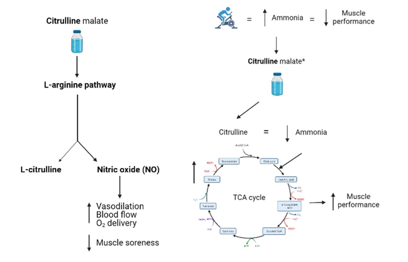Mecanismos asociados a la suplementación con citrulina malato por parte de la citrulina. 