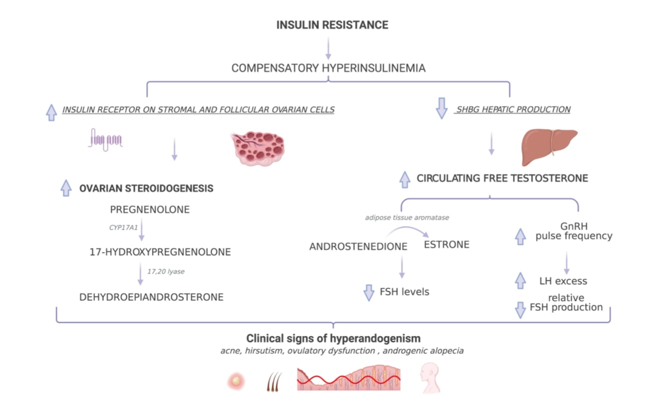 Fig 4. Resistencia a la insulina en SOP y sus consecuencias clínicas. 