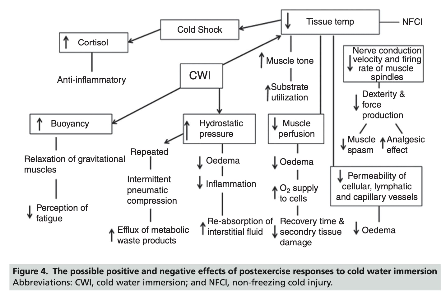 Fig 4. Posibles efectos positivos y negativos tras la inmersión en agua fría postejercicio