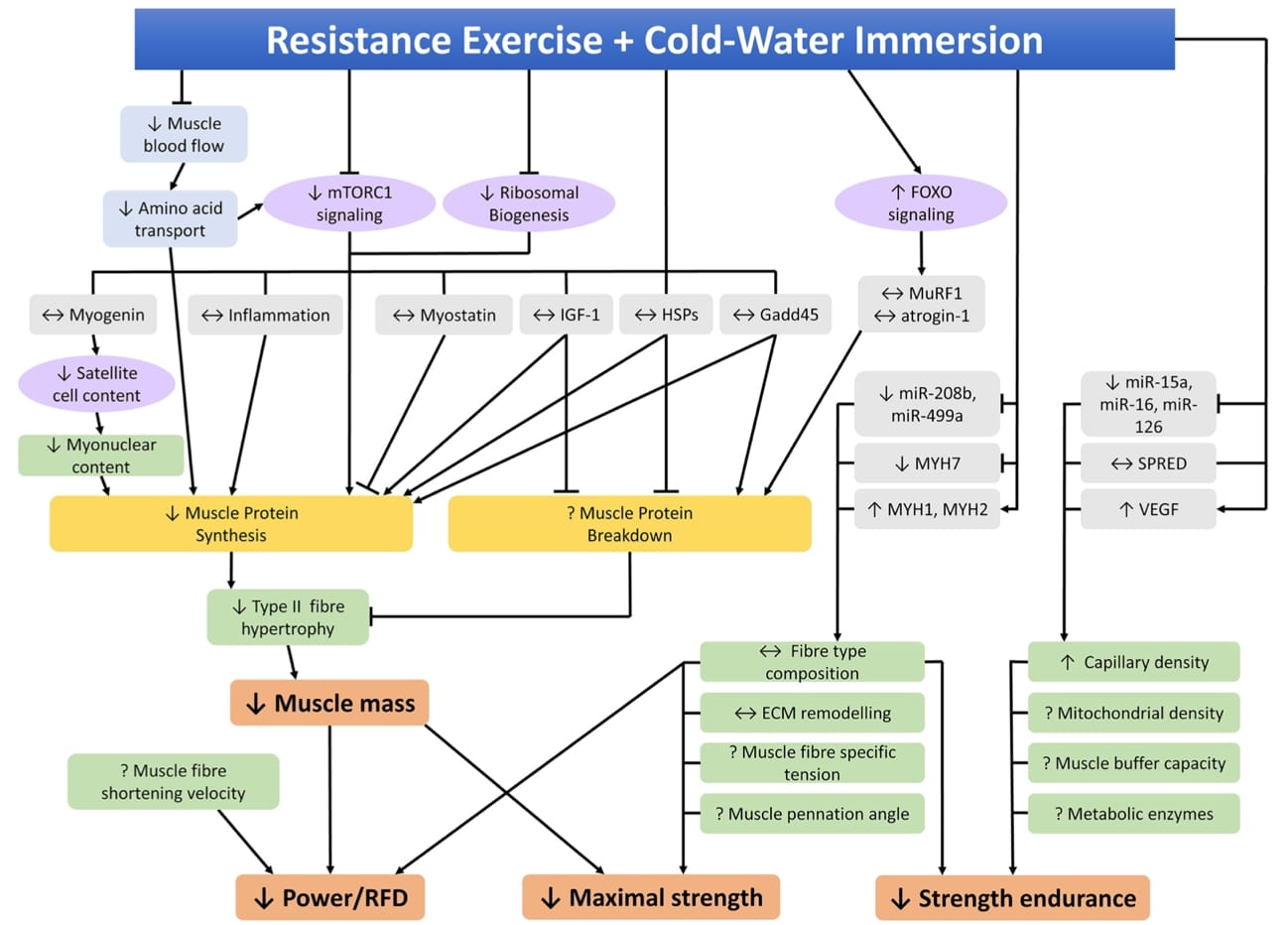 Fig 6. Mecanismos moleculares que se producen en el músculo esquelético tras la inmersión en agua fría.