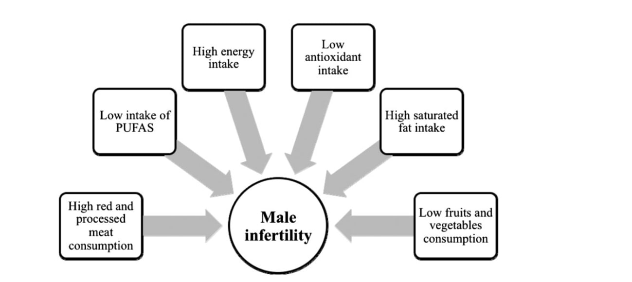 Factores dietéticos relacionados con la infertilidad masculina