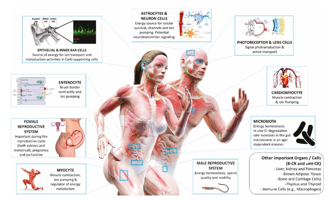 Importancia del metabolismo de la creatina en la fisiología del cuerpo humano