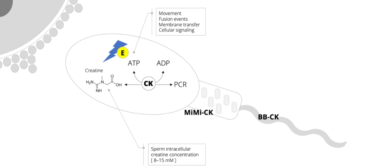 Metabolismo y funciones de la creatina en el espermatozoide
