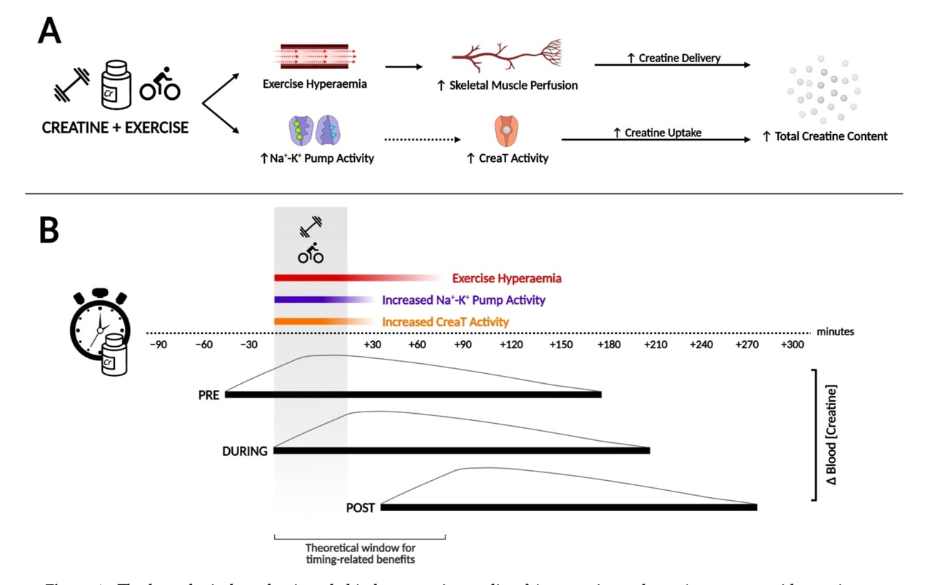 ingesta de creatina alrededor del ejercicio y su aumento total