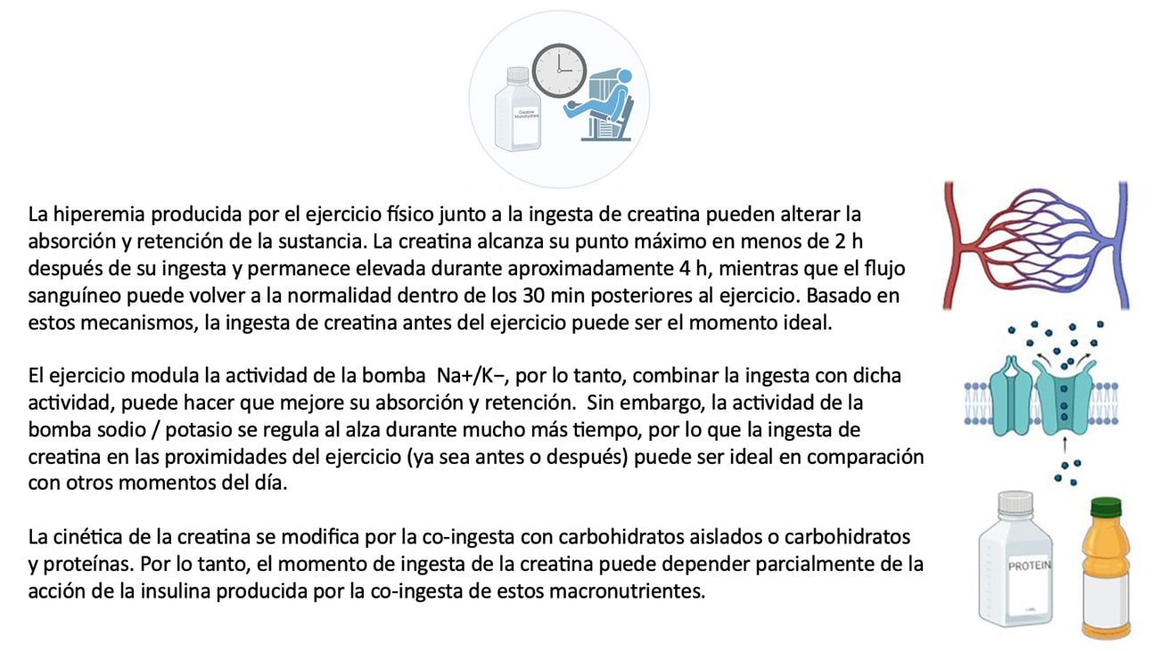 Explicación de los diferentes mecanismos por los cuales justifican el timing de creatina alrededor del ejercicio.