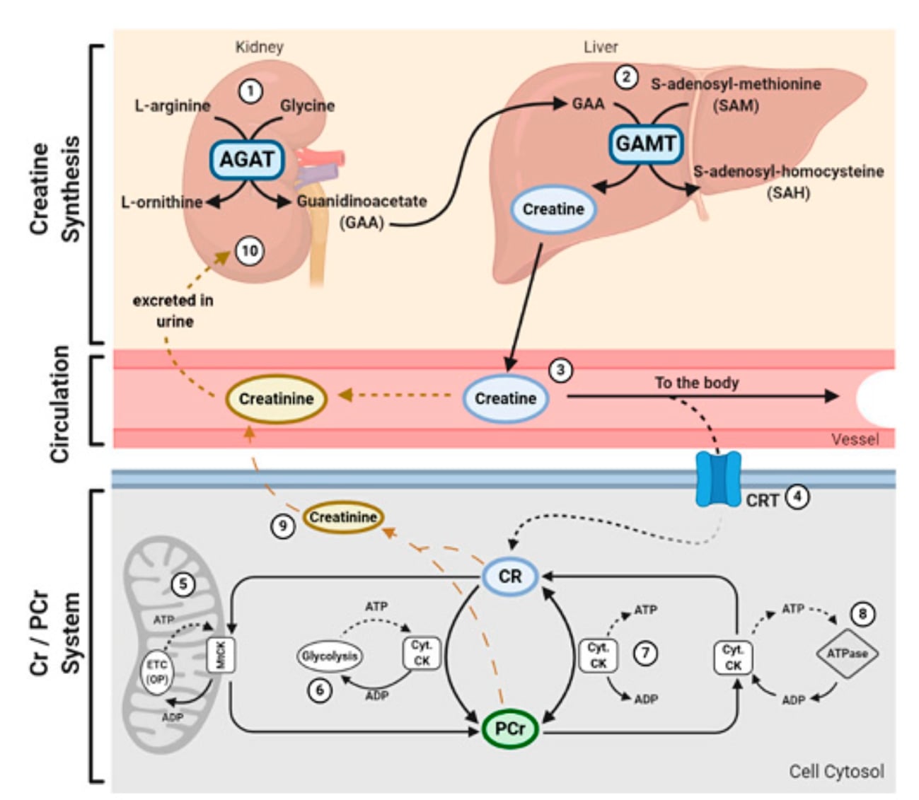 Síntesis y metabolismo de la Creatina