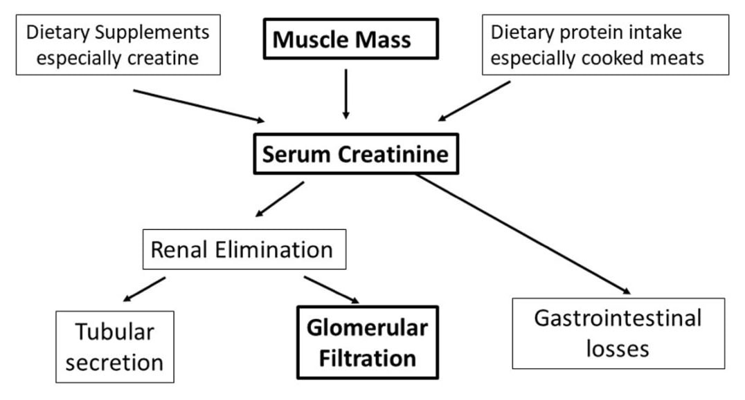 Figura 1. Determinantes de los niveles de creatinina