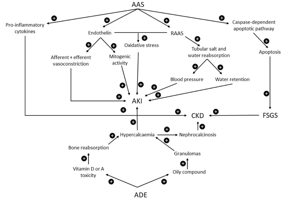 Figura 2. Posibles mecanismos y fisiopatología renal debido al consumo de esteroides anabolizantes androgénicos (EAA) y vitaminas intramusculares A, D y E.